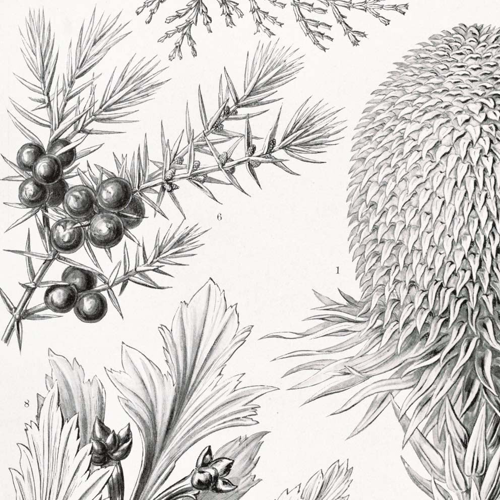 Coniferae–Bapfenbäume by Ernst Haeckel