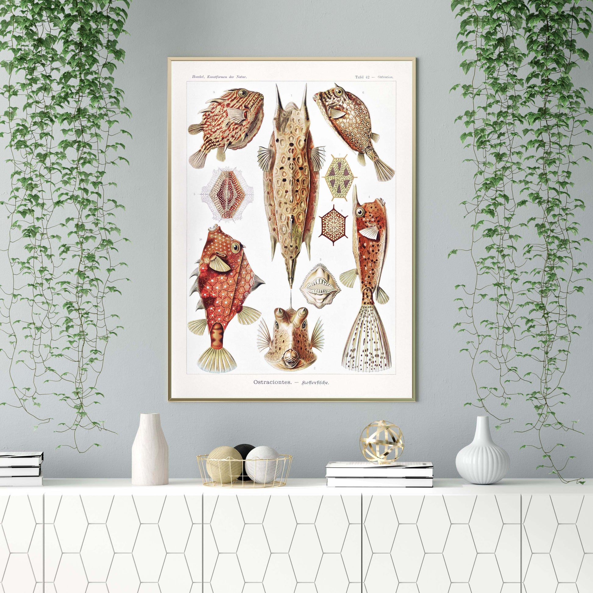 Ernst Haeckel Wall Art - Ostraciontes by Ernst Haeckel Poster