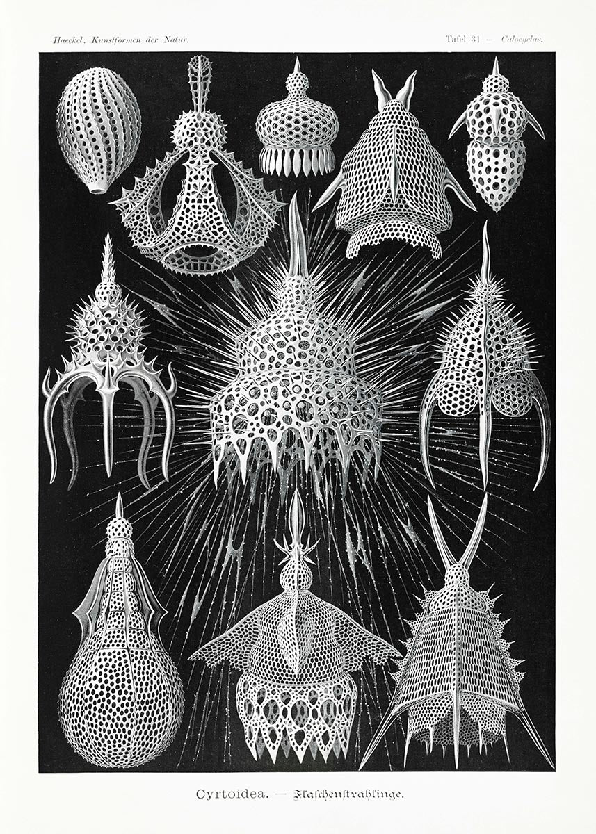 Cyrtoidea by Ernst Haeckel