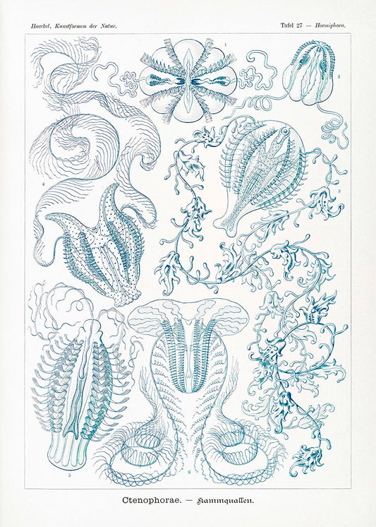 Ctenophorae by Ernst Haeckel