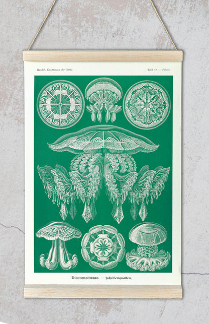 Discomedusae II - Green Jellyfish, by Ernst Haeckel