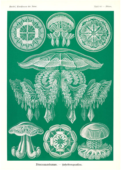 Discomedusae II - Green Jellyfish, by Ernst Haeckel