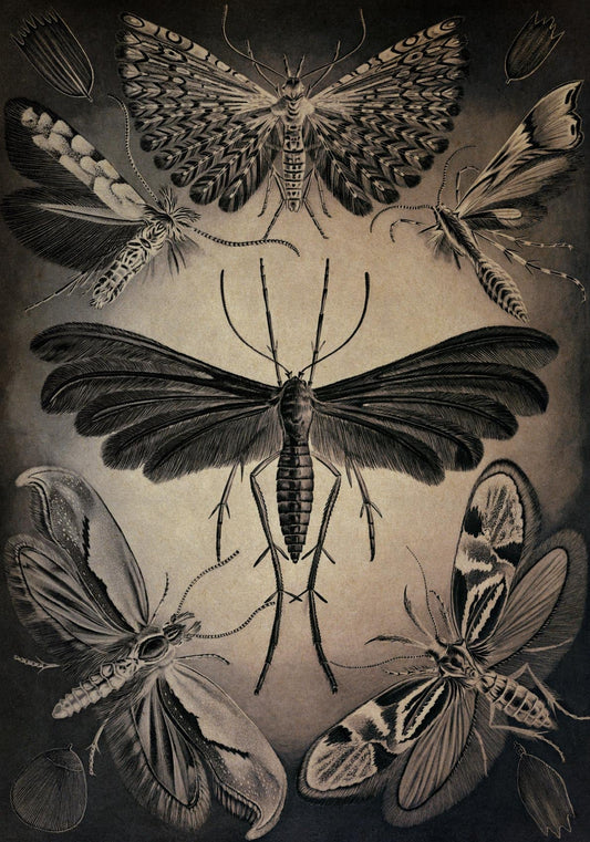 Moths by Ernst Haeckel