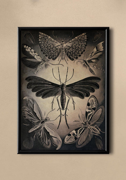 Moths by Ernst Haeckel