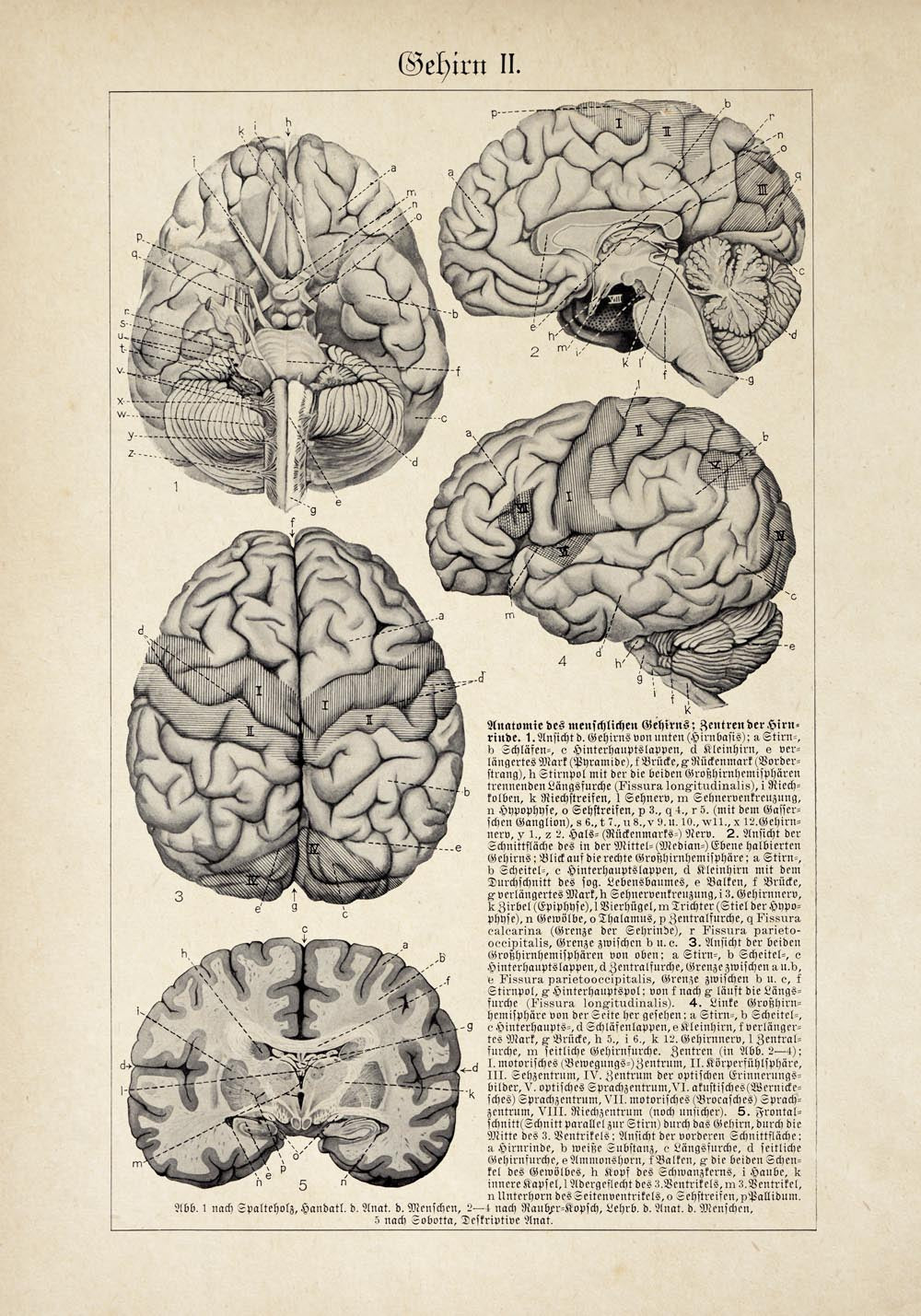 Vintage Anatomy Posters "BRAINY" Set of 3 Prints