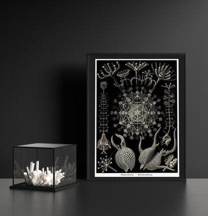 Ernst Haeckel Wall Art - Phaeodaria by Ernest Haeckel Poster