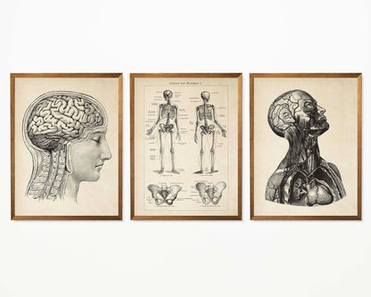 Vintage Anatomy Posters "Head" Set of 3 Prints