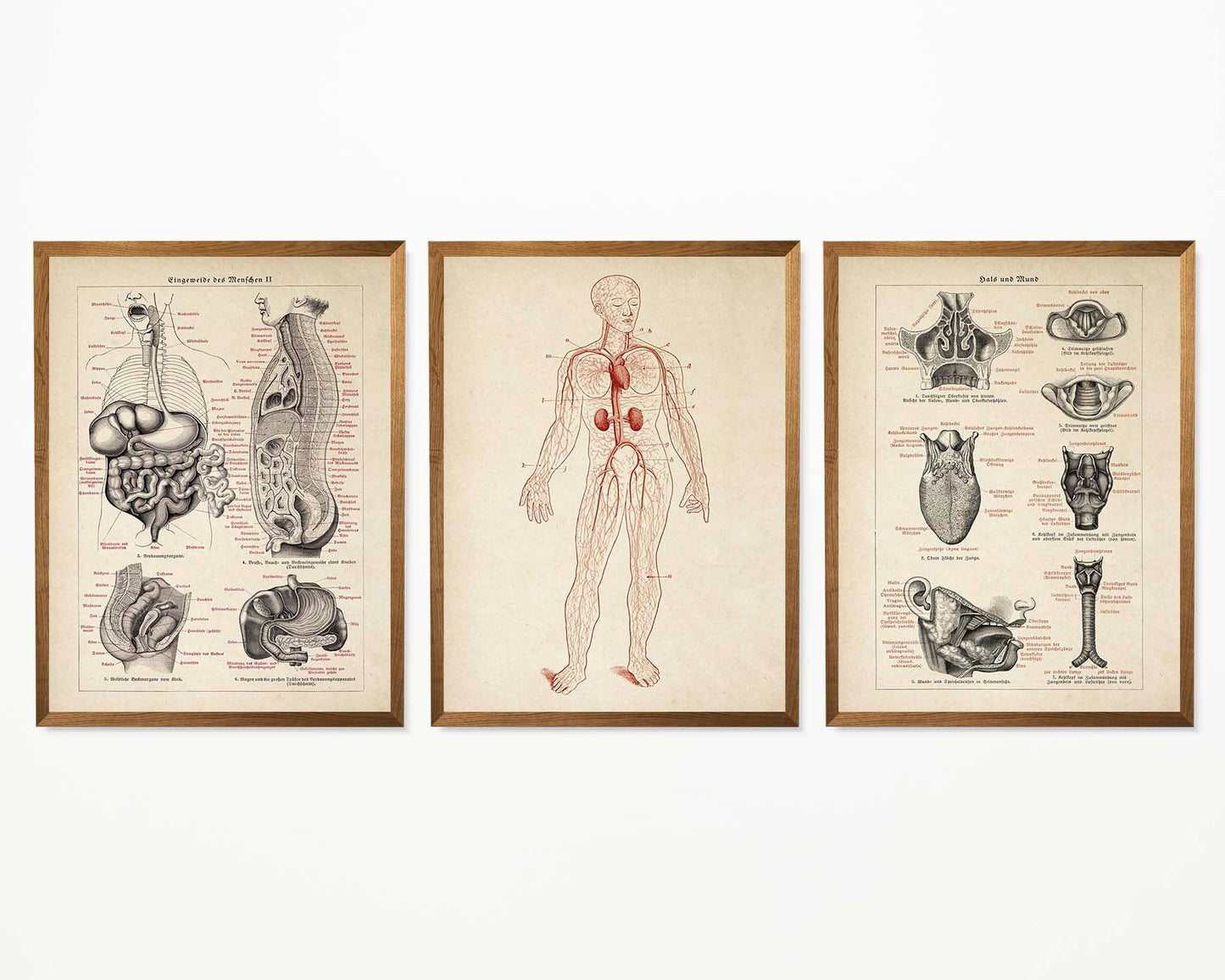 Vintage Anatomy Posters "CIRCULATION" Set of 3 Prints