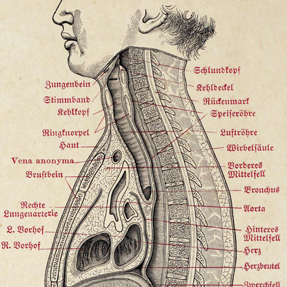 Vintage Anatomy Posters "CIRCULATION" Set of 3 Prints