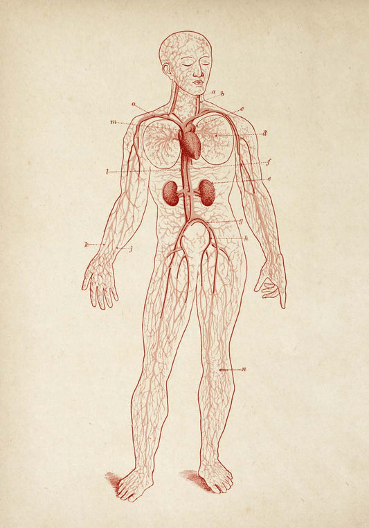 Vintage Anatomy Posters "BLOOD" Set of 3 Prints