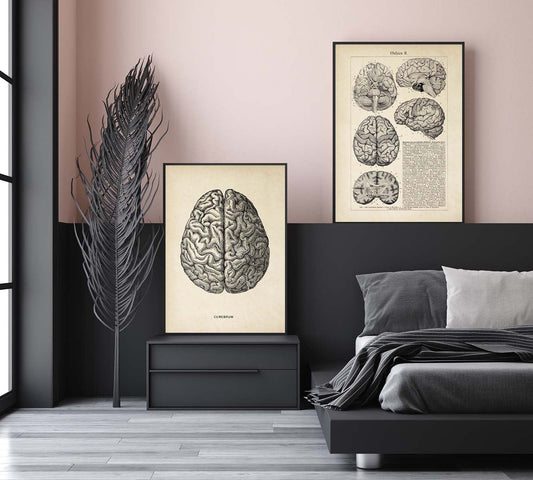 Vintage Anatomy Poster "BRAINY" Set of 2 Prints