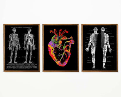 Vintage Anatomy Posters "REVERSED II" Set of 3 Posters