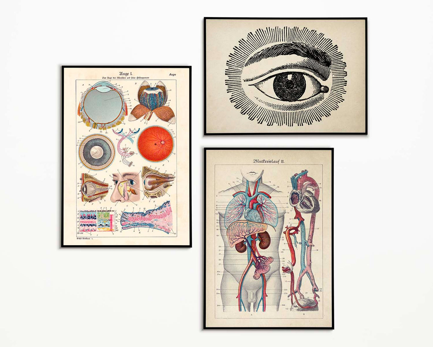 Vintage Anatomy Posters &quot;EYE FULL&quot; Set of 3 Posters