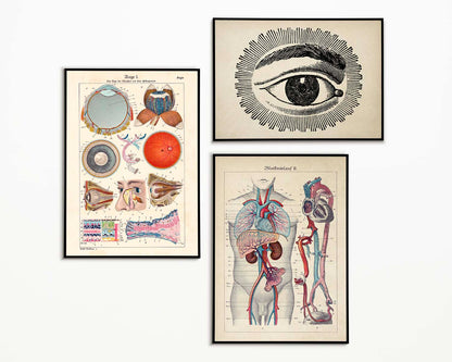 Vintage Anatomy Posters &quot;EYE FULL&quot; Set of 3 Posters