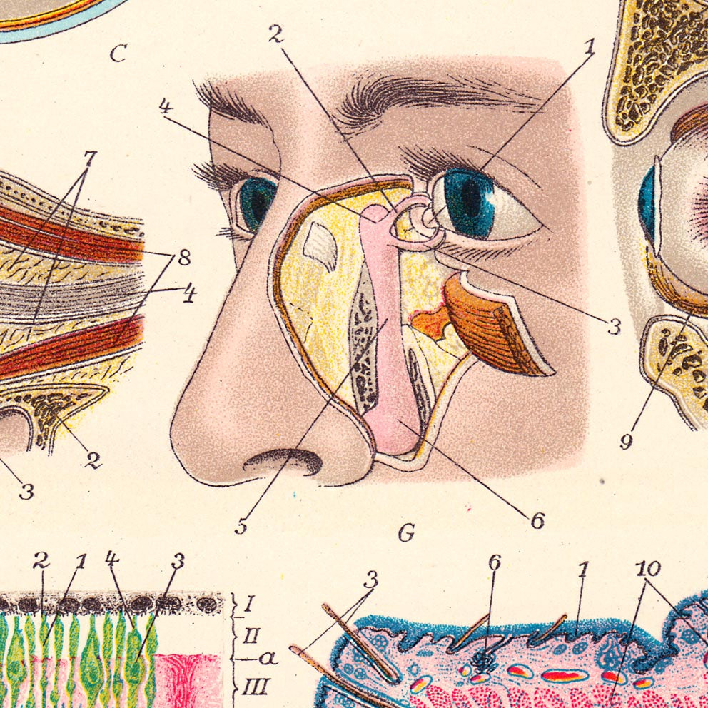 Vintage Anatomy Posters &quot;EYE FULL&quot; Set of 3 Posters