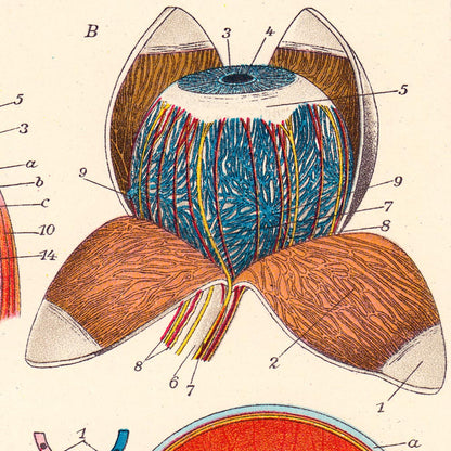 Vintage Anatomy Posters &quot;EYE FULL&quot; Set of 3 Posters