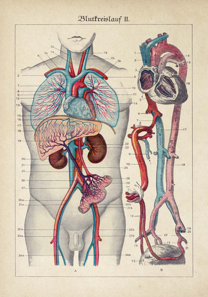 Vintage Anatomy Posters &quot;EYE FULL&quot; Set of 3 Posters