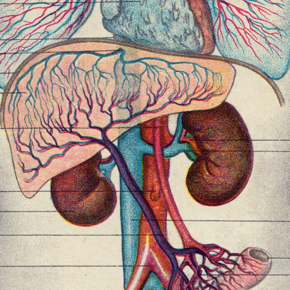 Vintage Anatomy Posters &quot;EYE FULL&quot; Set of 3 Posters