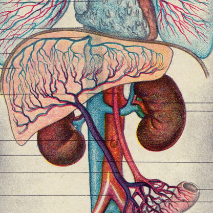 Vintage Anatomy Posters &quot;EYE FULL&quot; Set of 3 Posters