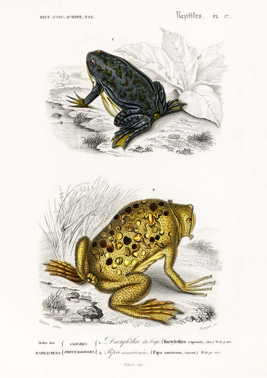 Vintage llustrations of Frogs Amphibians Set of 3 Prints