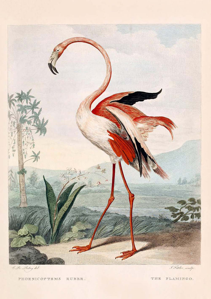 Flamingo and Louisiana Heron Birds Set of 2 Prints