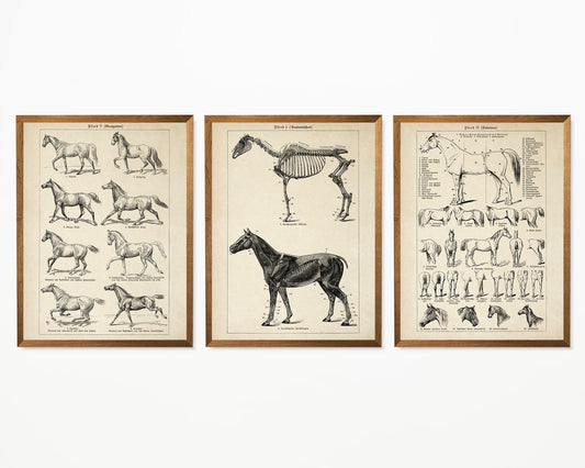 Vintage Horse Illustrations Set of 3 Prints