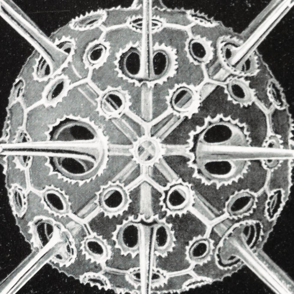 Black & White Set of 3 Prints