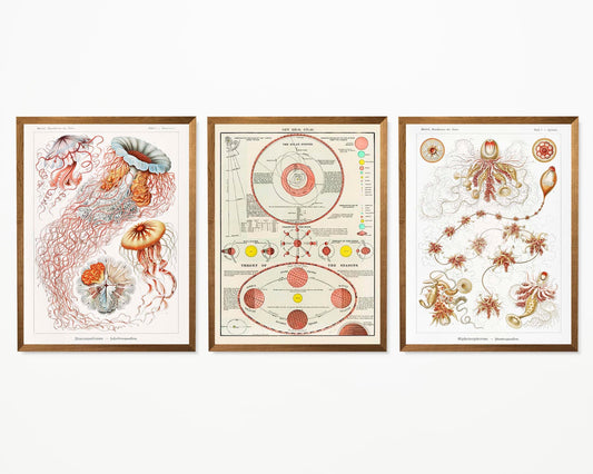 Vintage Orange Science and Nature Triptych (Set of 3 Prints)