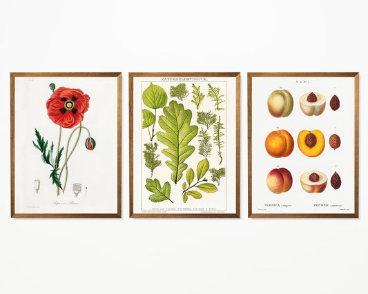 Flower, Leave and Peach Set of 3 Prints