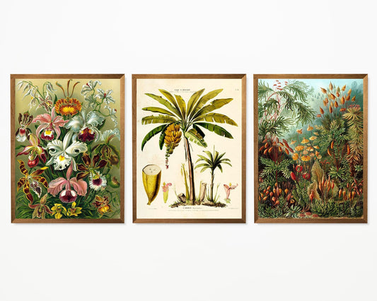 Botanical Haeckel with Banana Set of 3 Prints