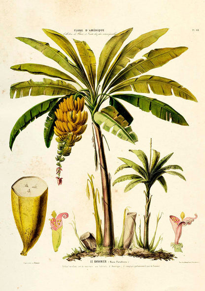 Botanical Haeckel with Banana Set of 3 Prints