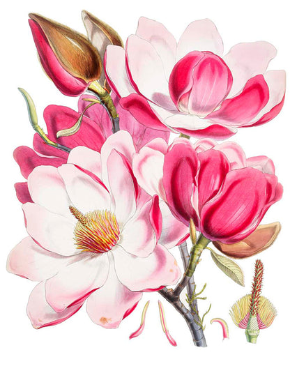 Pink Set of 2 Prints