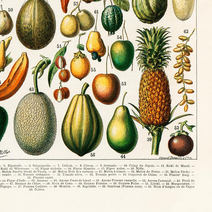 Legumes and Veggies Set of 3 Prints