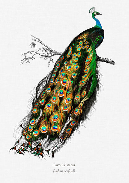 Vintage Bird Illustrations Set of 3 Prints