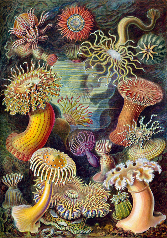 Sea Anemone II (Actiniae–Seeanemonen) by Ernst Haeckel