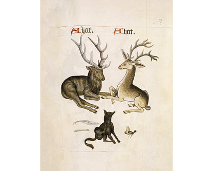 Antique hart print | Canine, bird, bone and feather | Animal wall art | Wild animal painting | 16th century deer or elk