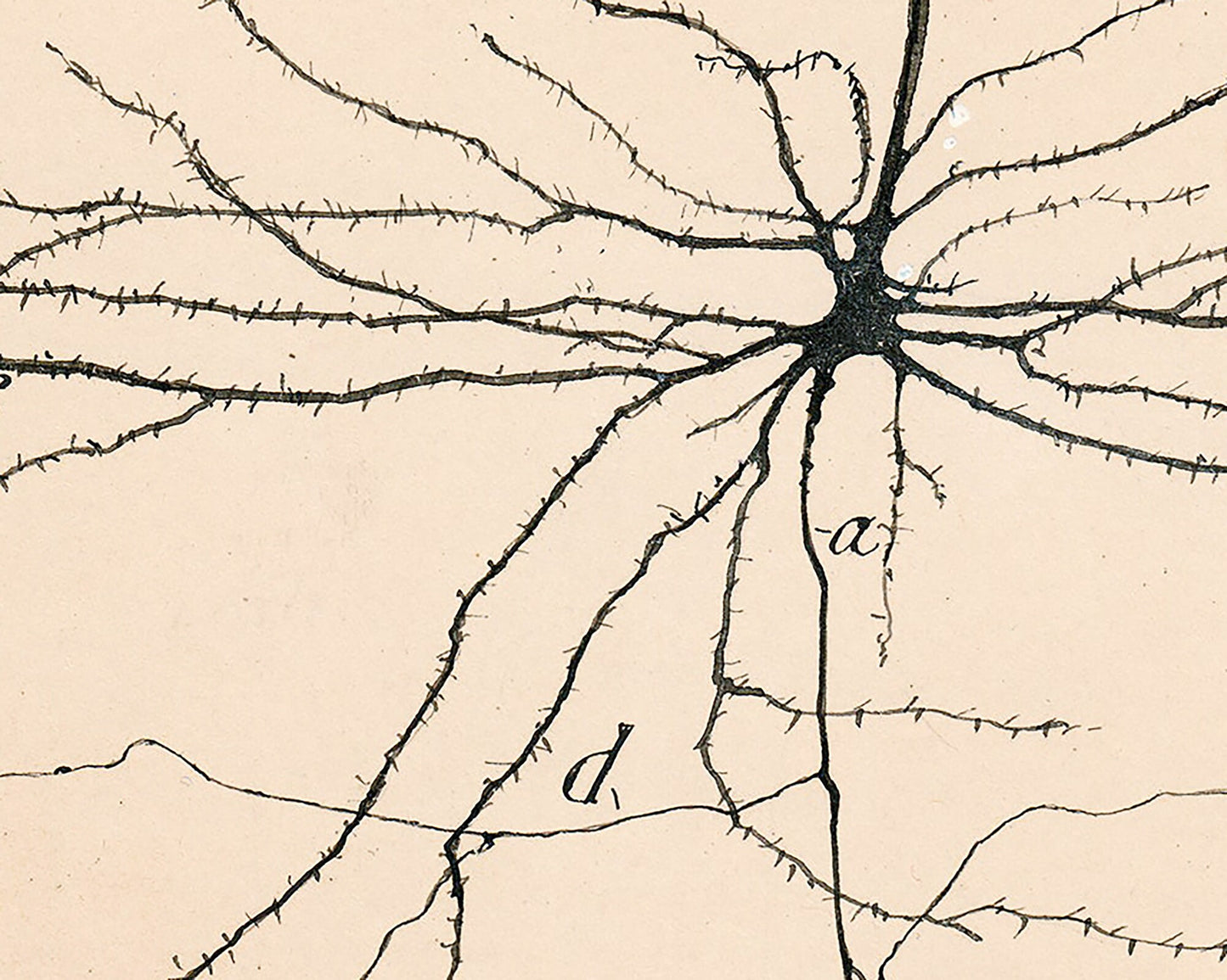 Vintage neuron drawing No. 2 | Santiago Ramón y Cajal  | Antique anatomical illustration | Neuroscience and Biology art | Abstract wall art