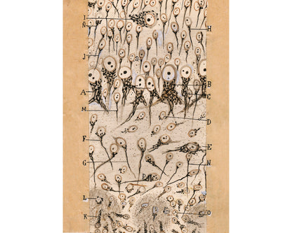 Vintage anatomy drawing | Santiago Ramón y Cajal | Antique dog anatomical illustration | Neuroscience & Biology art | Spanish artist