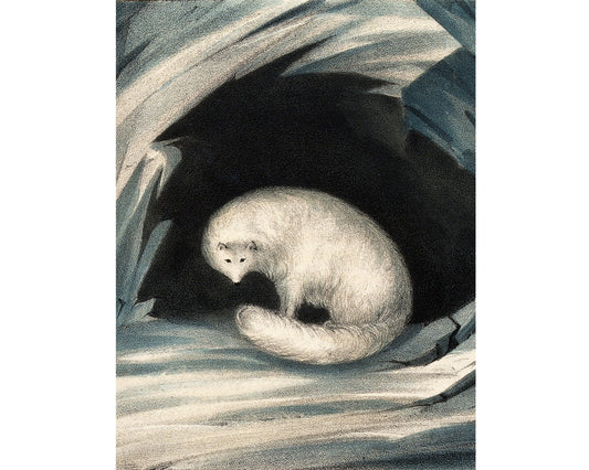 A vintage-style illustration of an Arctic fox, depicted in shades of blue and white, sitting in a snowy setting.