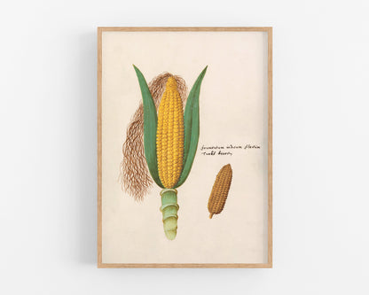 Antique ear of corn drawing | Giclée fine art print | Yellow indigo corn | Farm and food illustration| Kitchen art | Eco-friendly gift