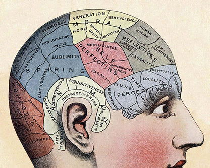 Vintage brain mapping art print | Phrenology of skull illustration | Human head anatomy | Science of the brain | Giclée Eco-friendly gift