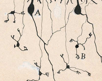 Vintage neuron drawing No. 3 by Santiago Ramón y Cajal