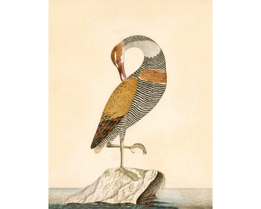 Antique water bird art | 18th century aviary illustration | Natural history print | Animal décor | Modern vintage | Eco-friendly gift