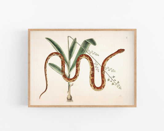 Corn snake & plant | Antique Mark Catesby | Natural history of Carolina art | Modern vintage décor | Eco-friendly gift