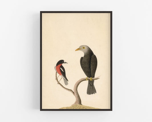 Robin and blackbird art | 18th century bird illustration | Natural history | Animal wall decor | Modern vintage décor | Eco-friendly gift