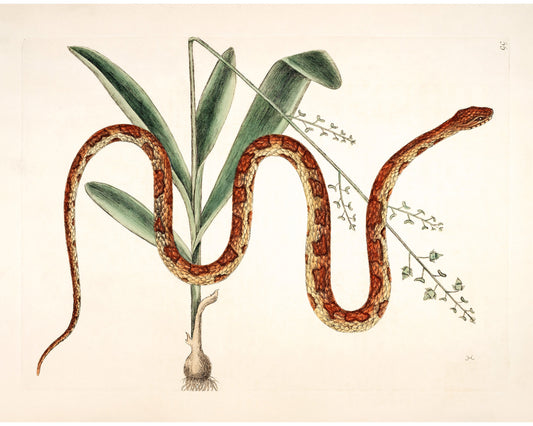 Corn snake & plant | Antique Mark Catesby | Natural history of Carolina art | Modern vintage décor | Eco-friendly gift