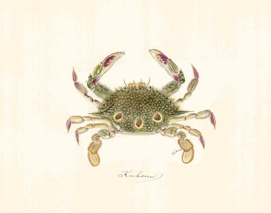Vintage Hawaiian crab | Female artist Gertrude Norrie | Natural history art | Water, ocean animal | Modern vintage décor | Eco-friendly gift