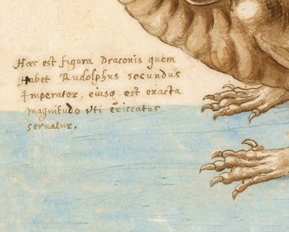Vintage dragon drawing | Antique Dracke, Draco | 16th cent Latin text | Medieval natural history | Fantasy wall art | Ancient beastiary