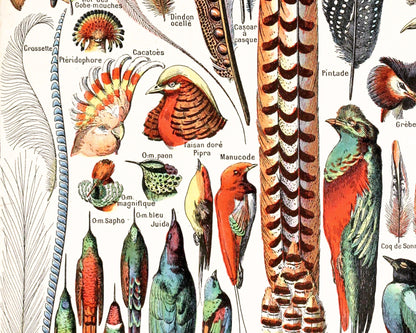French plumes art print | Vintage feathers and birds | Le Larousse dictionary illustration | Adolphe Millot | Natural history wall art