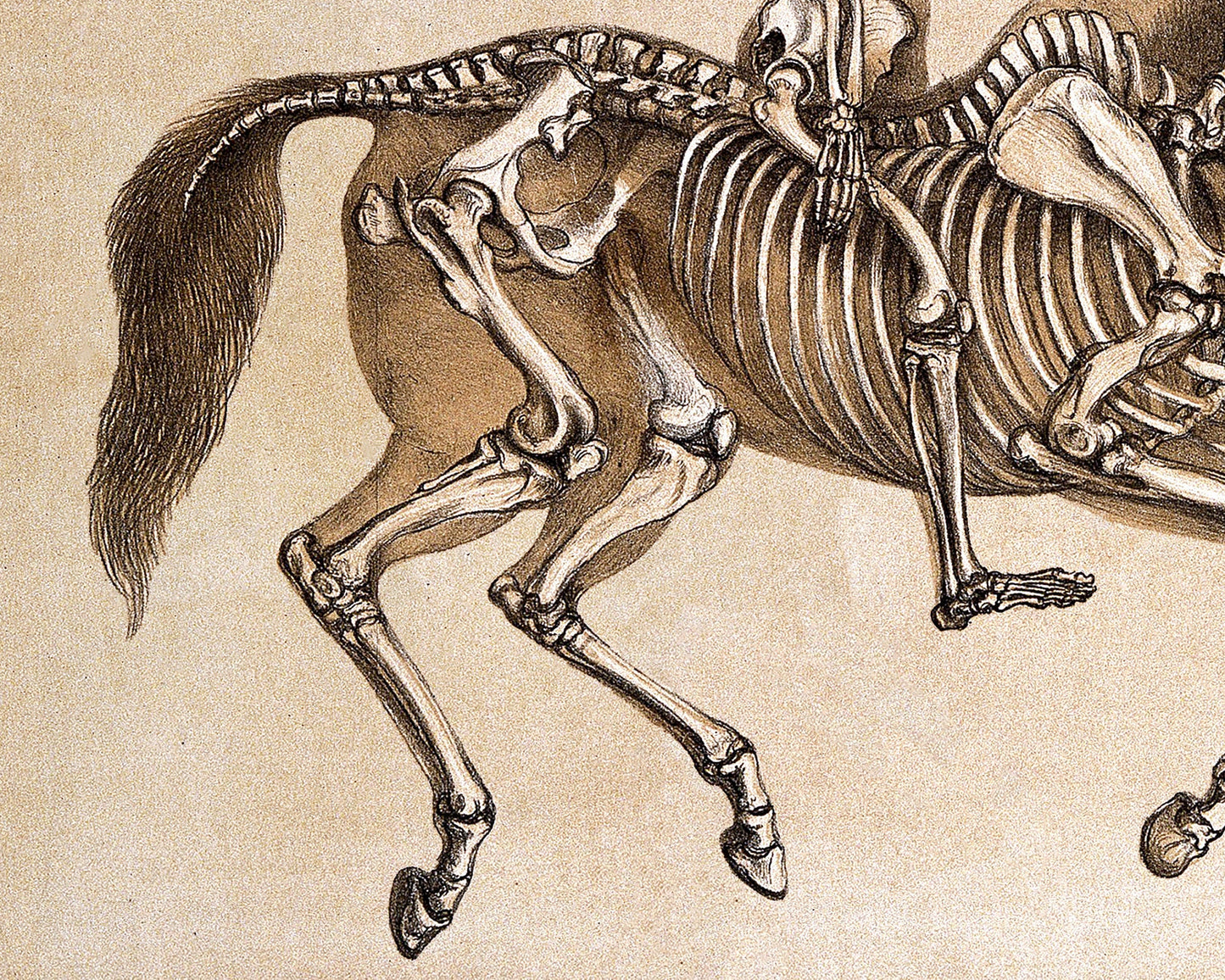 Vintage anatomical illustration | Human & horse anatomy | Antique bones | Skeleton wall art | Veterinarian and doctor gift